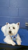 West Highland Terrier