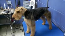 Welsh Terrier